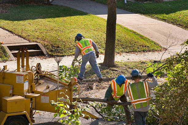 Best Local Tree Services  in Johnson, AR